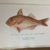 Fishes of Australia and their Technology - The Nook Yamba Second Hand Books